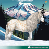 Horse Color:Palomino Dun Splash  and Palomino Dun Splash Blanket 