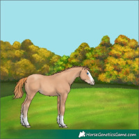 Horse Color:Gold Champagne Splash 