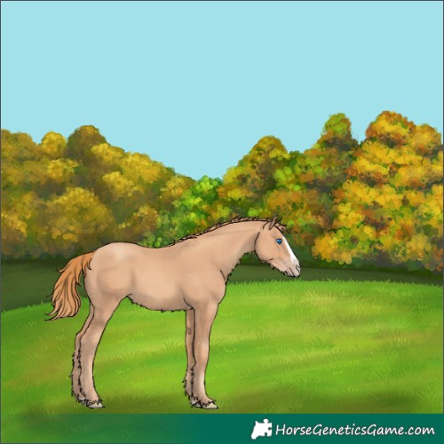 Horse Color:Gold Champagne Splash