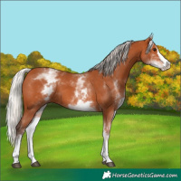 Horse Color:White Spotted Silver Bay Splash