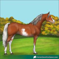 Horse Color:White Spotted Silver Bay Splash 