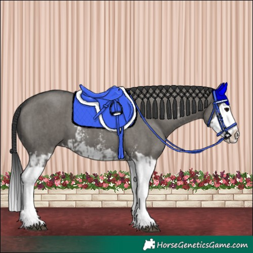 Horse Color:Grullo Sabino Splash  and Grullo Sabino Splash 