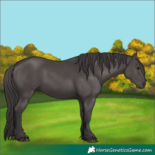 Horse Color:Unknown 