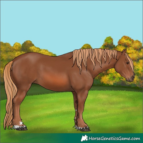 Horse Color:Chestnut 