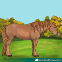 Horse Color:Chestnut 