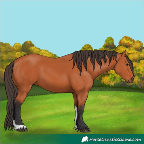 Horse Color:Bay Tobiano 