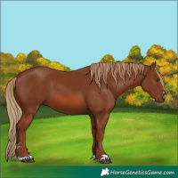 Horse Color:Chestnut 