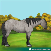 Horse Color:Grullo Roan 