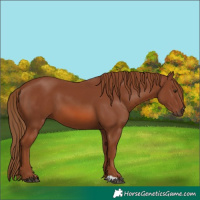 Horse Color:Chestnut 