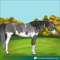 Horse Color:Unknown 