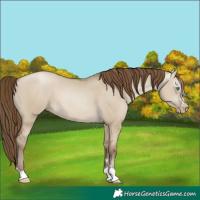 Horse Color:Unknown 