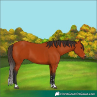 Horse Color:Bay 