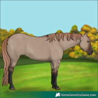Horse Color:Liver Red Dun Rabicano 
