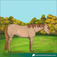 Horse Color:Red Dun Rabicano 