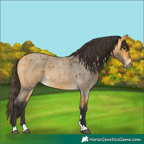 Horse Color:Buckskin Roan 