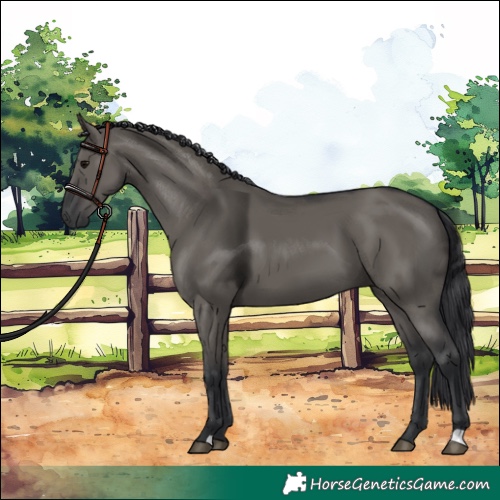 Horse Color:Grullo 