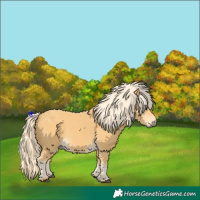 Horse Color:Palomino
