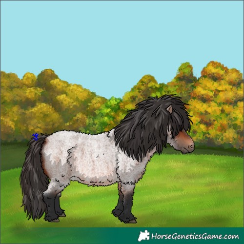 Horse Color:Bay Roan 
