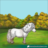 Horse Color:Gray Red Dun 