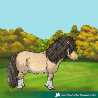 Horse Color:White Spotted Buckskin Dun Rabicano and White Spotted Buckskin Dun Rabicano