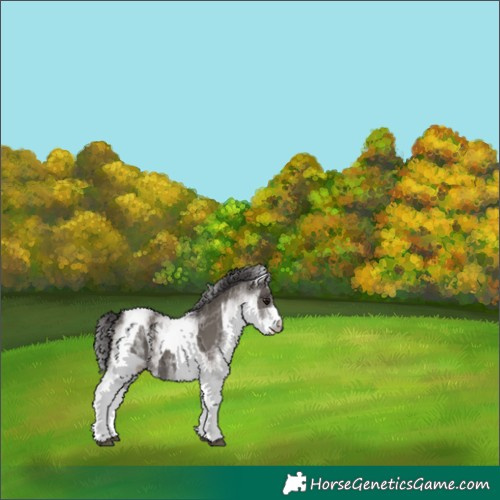Horse Color:White Spotted Smoky Grullo Rabicano  and White Spotted Smoky Grullo Rabicano 