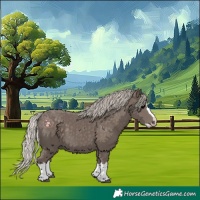 Horse Color:Silver Black Splash