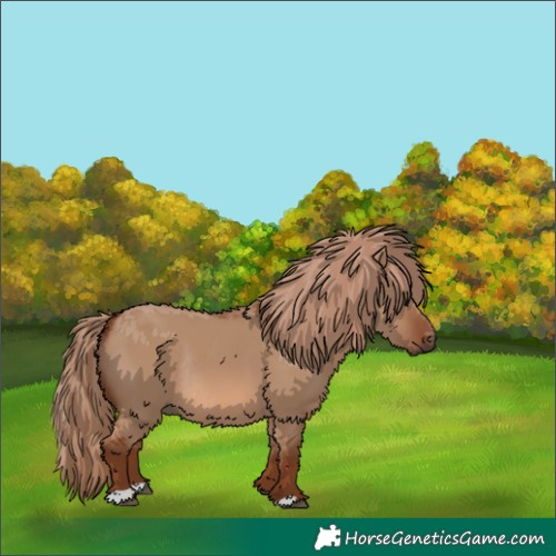 Horse Color:Red Dun Rabicano