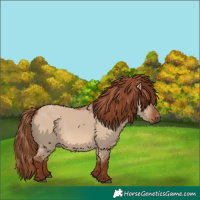 Horse Color:Red Dun Rabicano