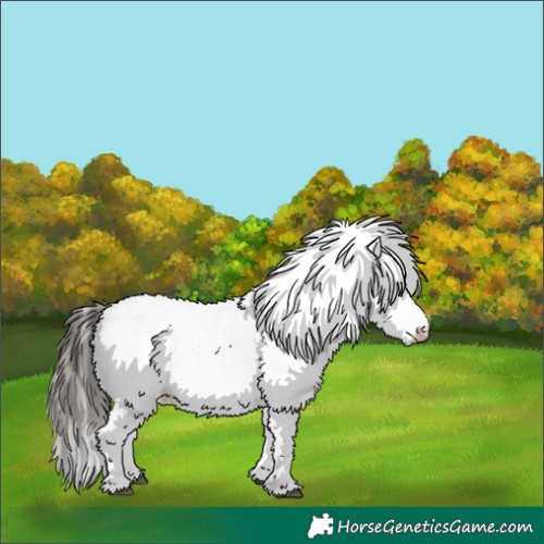 Horse Color:Bay Roan Appaloosa 