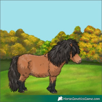 Horse Color:Unknown 