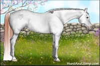 Horse Color:White Spotted Bay Dun Appaloosa 