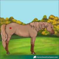 Horse Color:Red Dun 