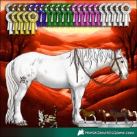 Horse Color:White Spotted Silver Buckskin Splash Tobiano Frame Appaloosa Rabicano 