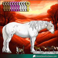 Horse Color:White Spotted Silver Buckskin Splash Tobiano Frame Appaloosa Rabicano