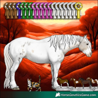 Horse Color:White Spotted Silver Buckskin Splash Tobiano Frame Appaloosa Rabicano 