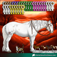 Horse Color:White Spotted Silver Buckskin Splash Tobiano Frame Appaloosa Rabicano 