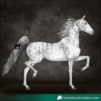 Horse Color:Gray White Spotted Black  and Gray White Spotted Black 