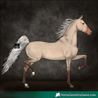 Horse Color:Silver Brown Dun Appaloosa 