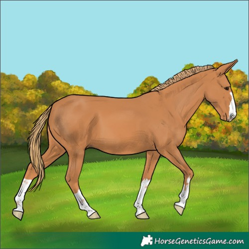 Horse Color:Unknown 
