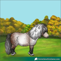 Horse Color:Gray Bay 