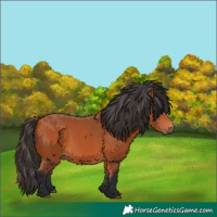 Horse Color:Bay Rabicano 
