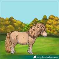 Horse Color:Gold Champagne