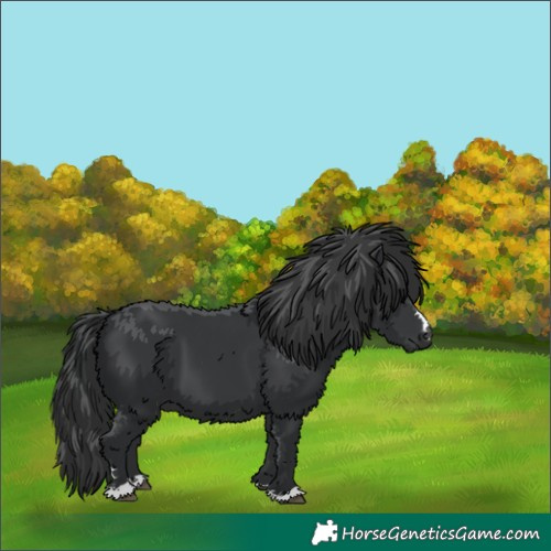 Horse Color:Black 