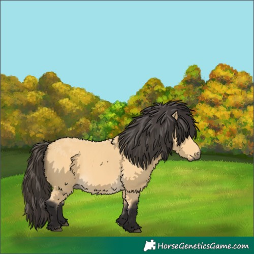 Horse Color:Buckskin
