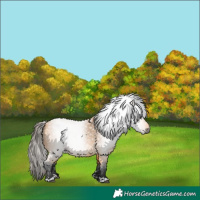 Horse Color:Gray Buckskin