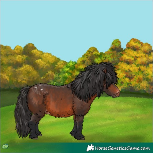 Horse Color:Brown Appaloosa
