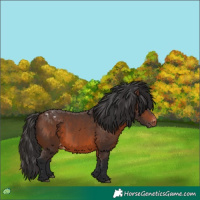 Horse Color:Brown Appaloosa 