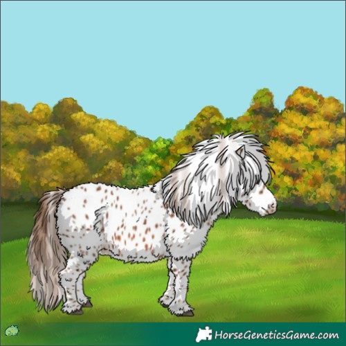 Horse Color:Chestnut Leopard