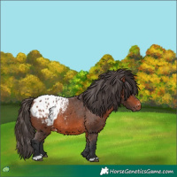 Horse Color:Bay Blanket 