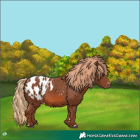 Horse Color:Chestnut Blanket 